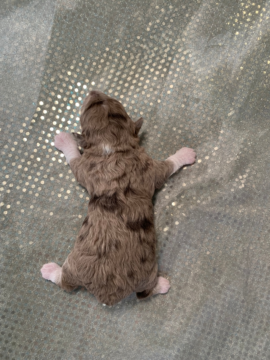 Miniature Schnoodle Puppy For Sale, Tri Colored DOB 2021-08-27, $1200